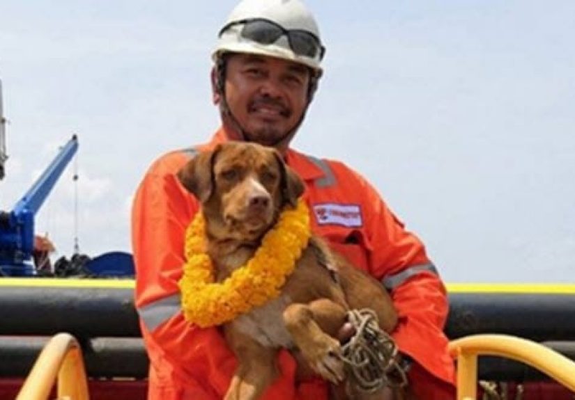 10 Unusual Studies And Stories About Dogs