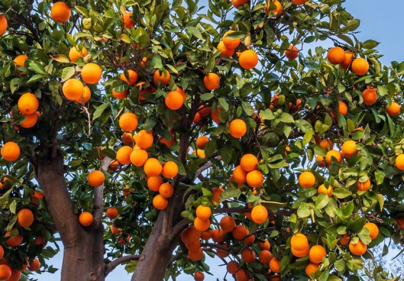 12 Best Types of Fruit Trees To Grow in Your Backyard
