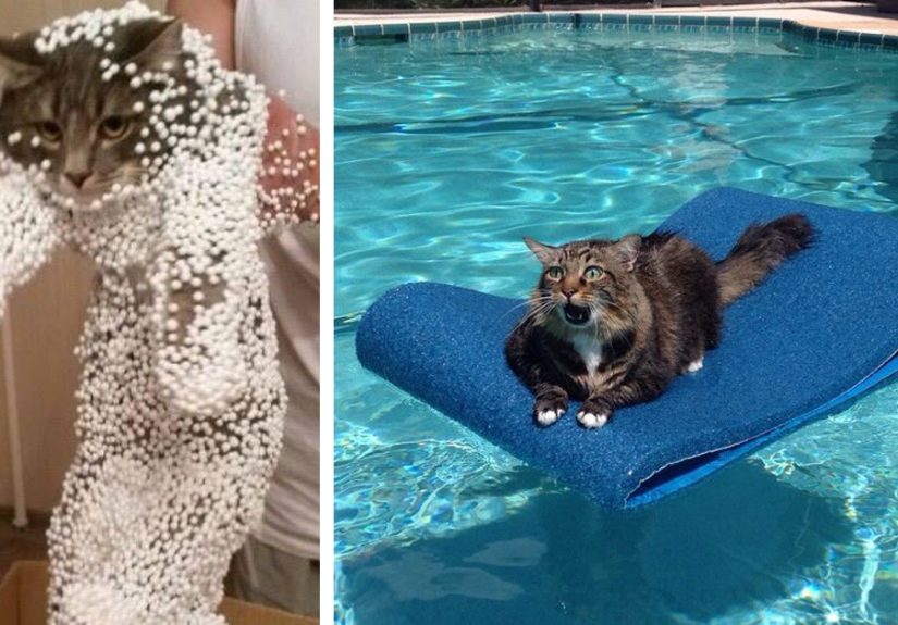 161 Cats Who Immediately Regretted Their Poor Life Choices