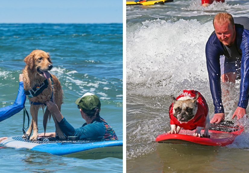23 Adorable Dogs Riding Waves For A Good Cause