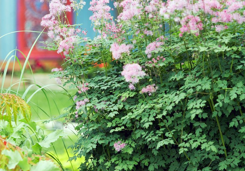 24 Deer-Resistant Flowers with Beautiful Blooms