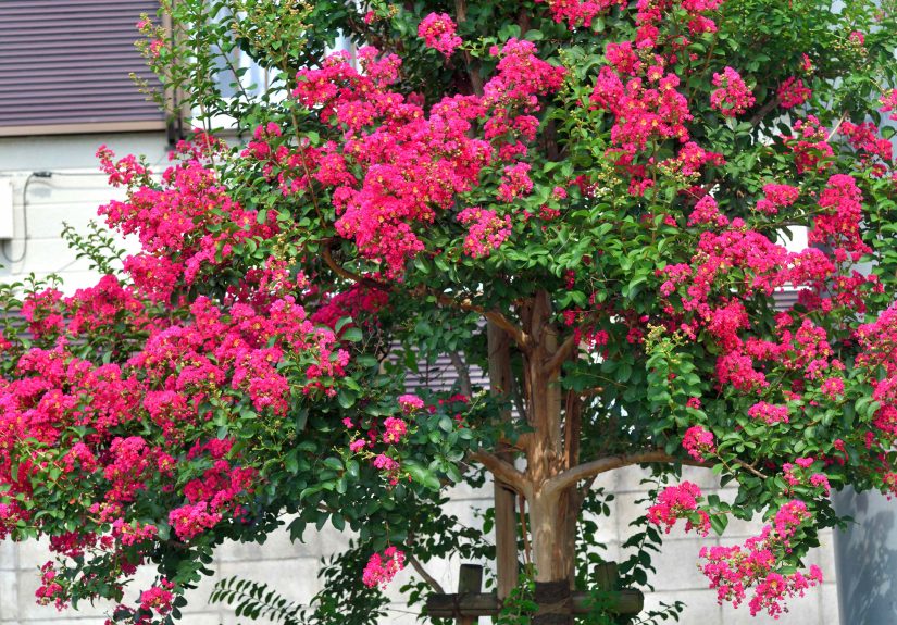 5 Things You Should Do to Care for Your Crepe Myrtle Now to Help It Survive Winter