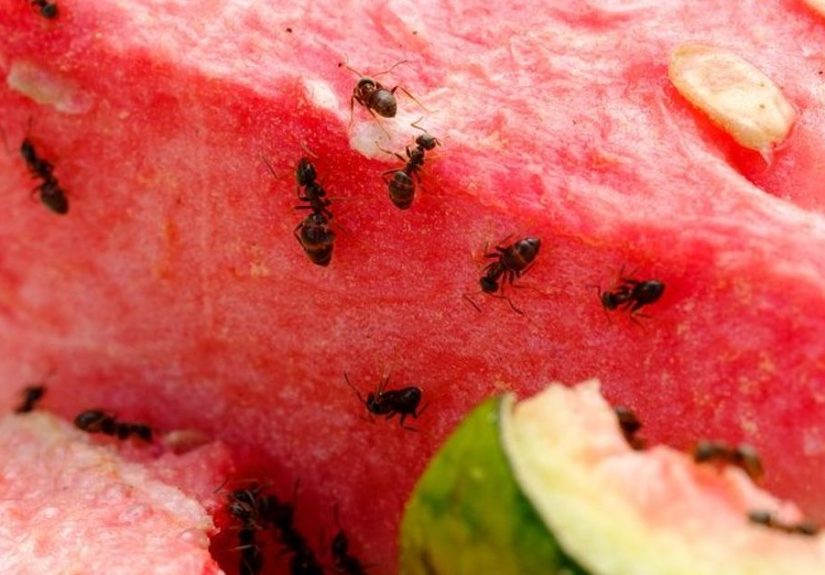 Ants: Safe and Effective Cure