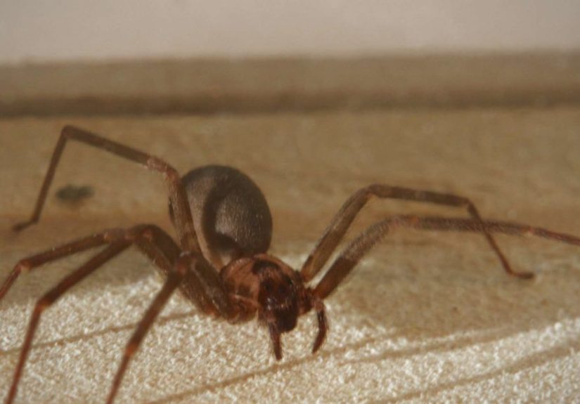 Brown recluse spider bite: Appearance, symptoms, and home treatments