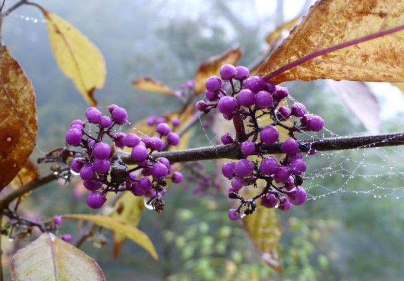 Callicarpa bodinieri Profusion