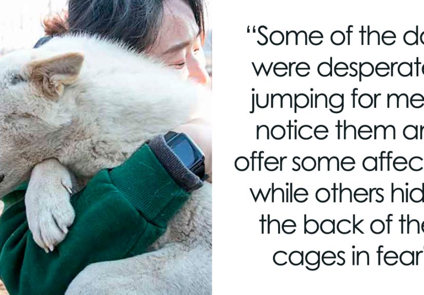 Dogs Experience Care And Love For The First Time After Being Saved From A Meat Farm