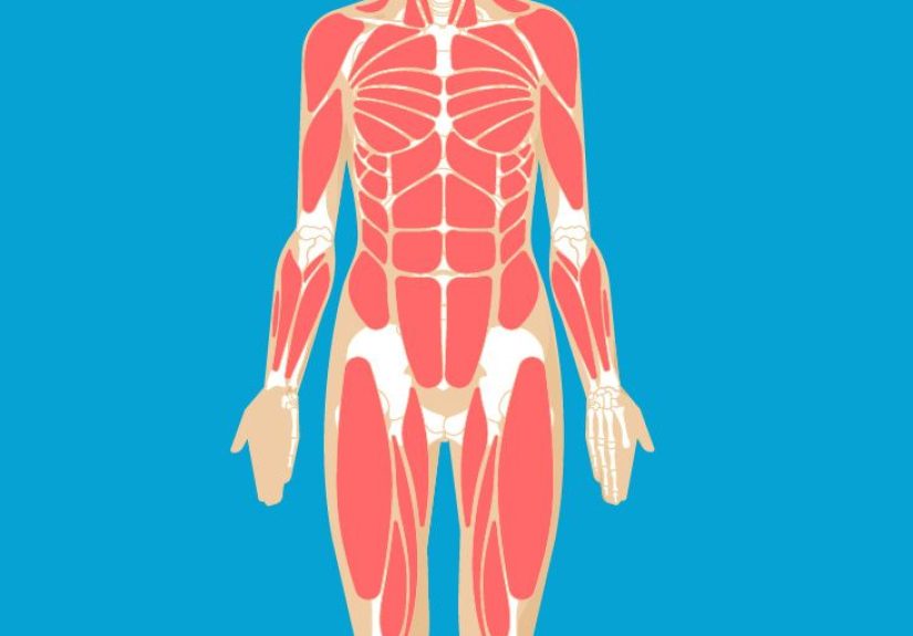 Foot Muscles Anatomy, Function & Diagram