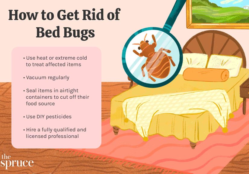 How to Get Rid of Bed Bugs