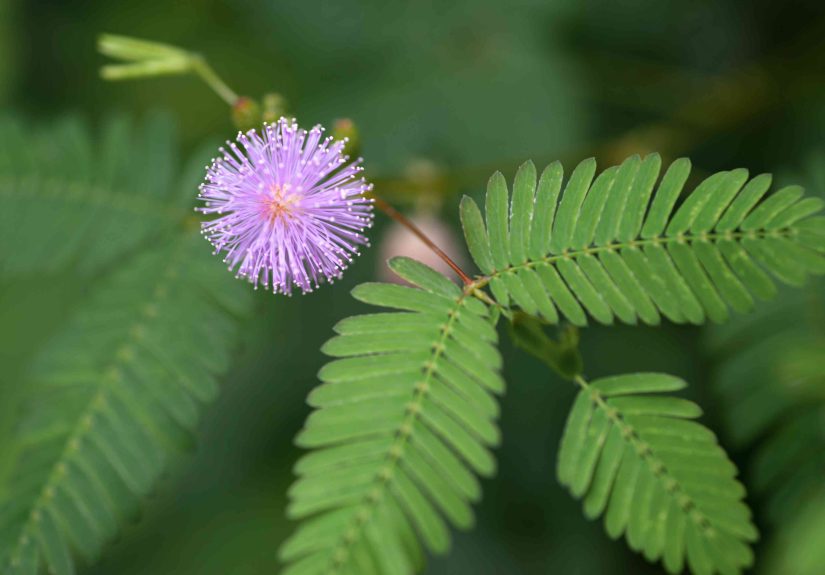 How to Grow and Care for Sensitive Plant