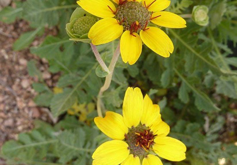 How to Plant and Grow Chocolate Flower