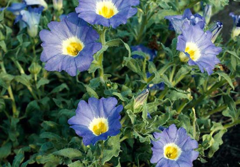 How to Plant and Grow Nolana: A Complete Guide