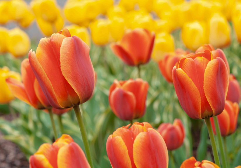 How to Plant, Grow, and Care for Tulips