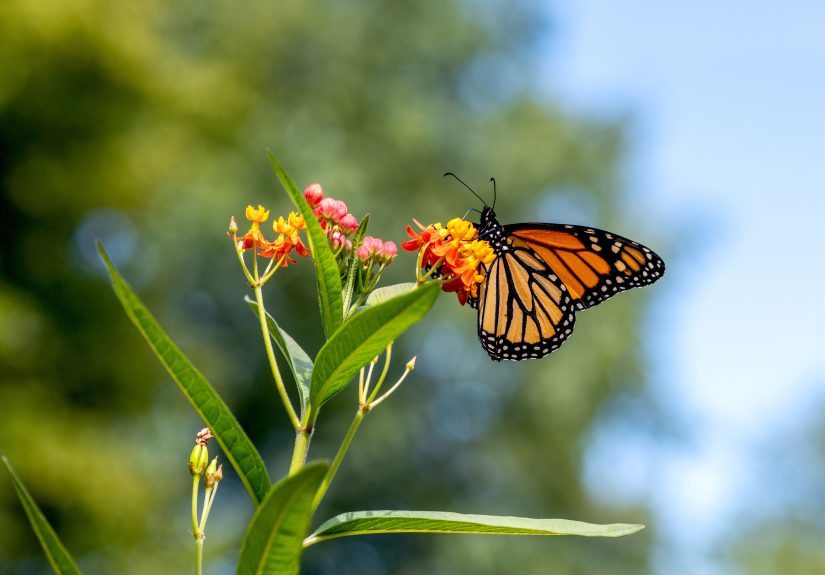 How to Score Free Milkweed Seeds for a Monarch-Friendly Garden