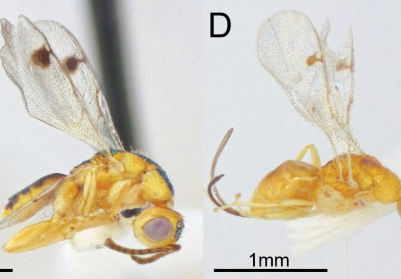 Parasitic Wasp Documented in the U.S. for the First TimeWhat to Know About the Invasive Species