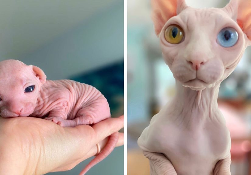 Reasons Why Sphynx Cats Are The Best Pets