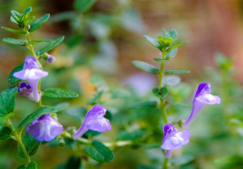 Skullcap: Benefits, Side Effects, and Dosage