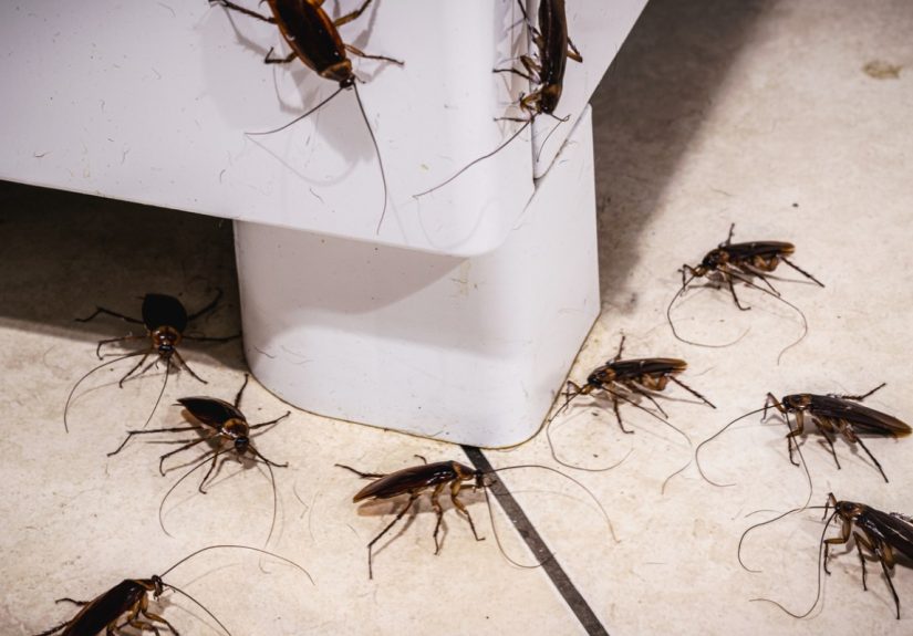 Solved! Why Are There Suddenly So Many Cockroaches in My House? - Bob Vila