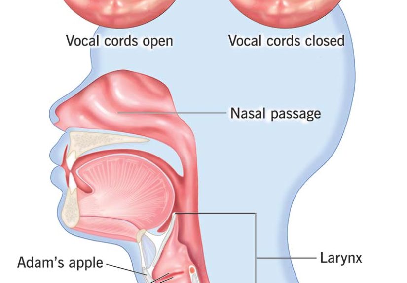 What Are Your Vocal Cords?