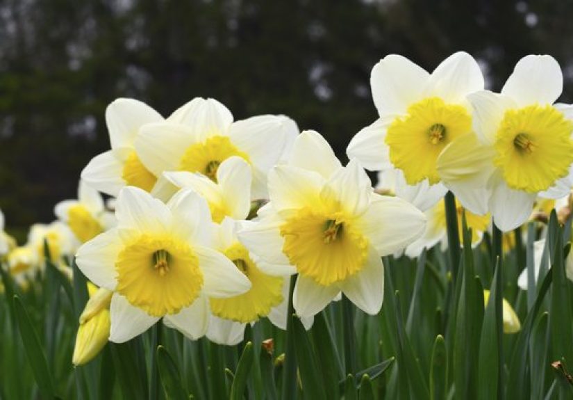 What to Do With Daffodils After They're Done Blooming?