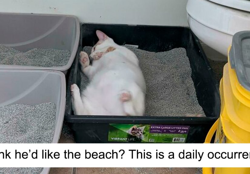 “What’s Wrong With Your Cat?”: 50 “Faulty” Cats That Can’t Stop Glitching (New Pics)