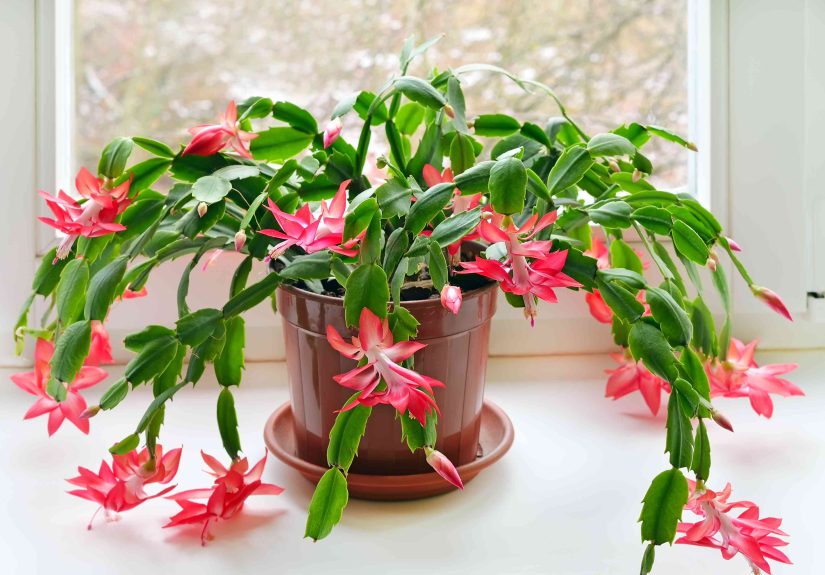 Why Are the Leaves on My Christmas Cactus Limp?