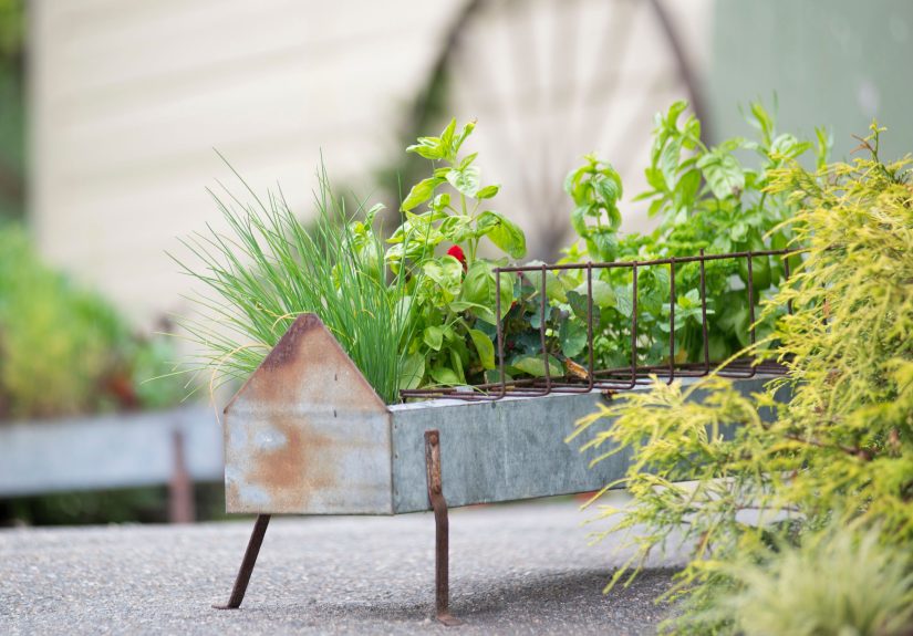 10 Best Basil Companion Plants for Gardens and Containers