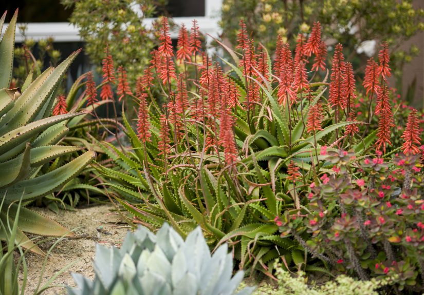 19 Flowering Succulents to Grow for Their Stunning Blooms