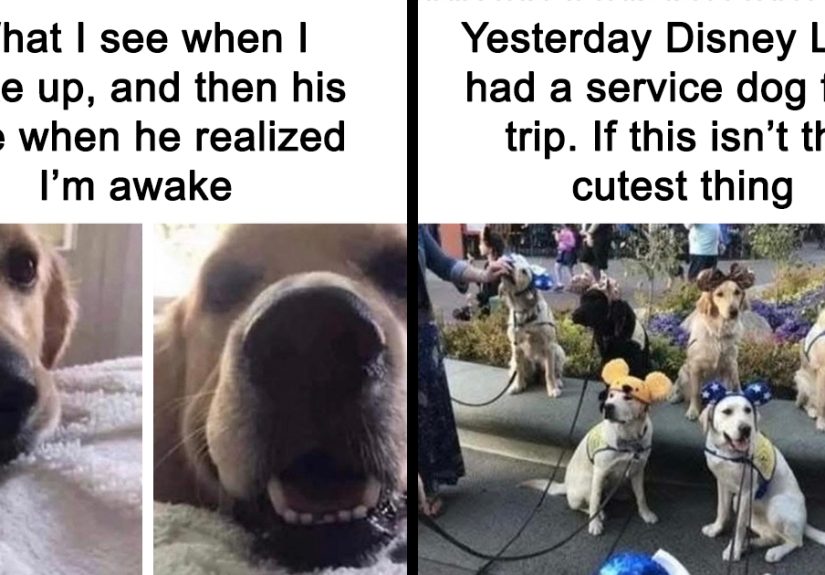 30 Dog Memes That Will Instantly Boost Your Mood And Make You Laugh Out Loud