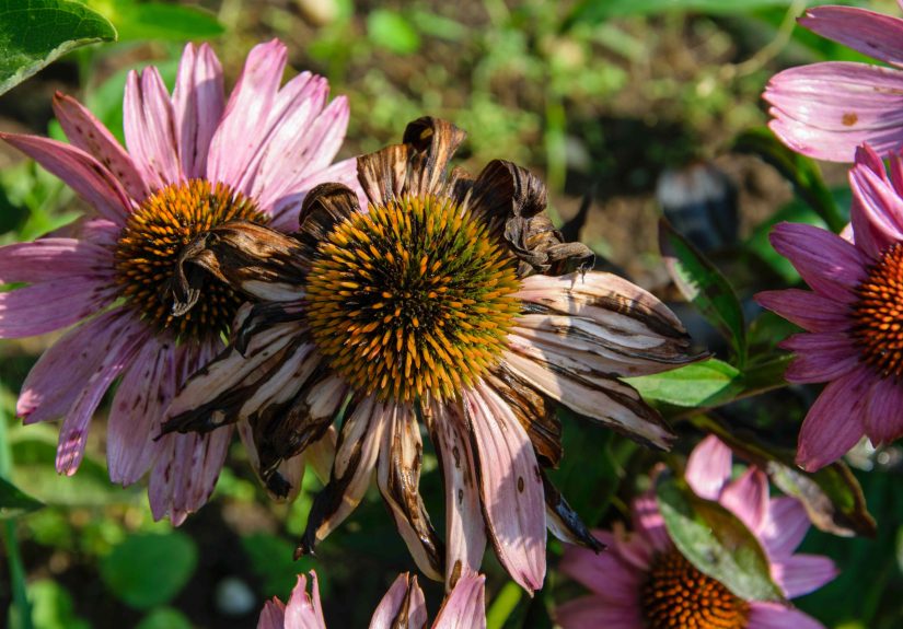 4 Ways I Repurpose My Dying Plants as an Expert Gardener