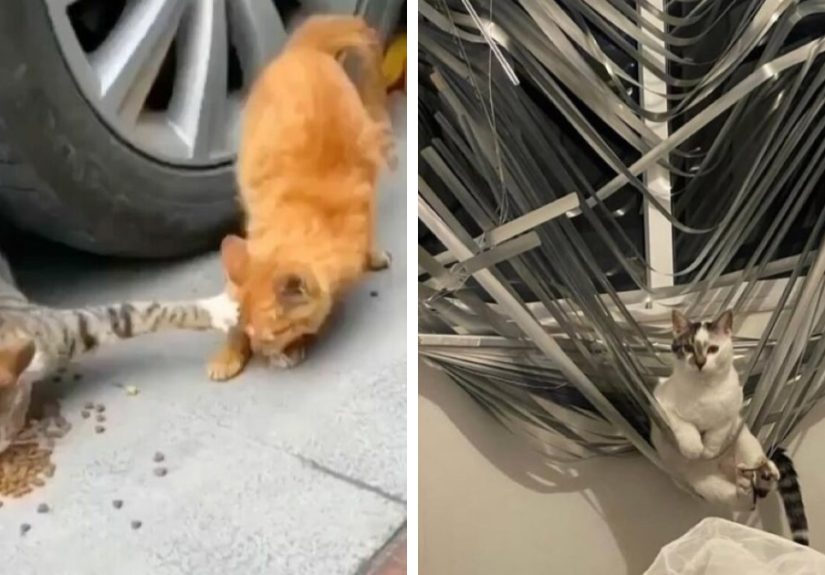 50 Of The Most Purrfect Pics Of Possibly The Sweetest Cats On The Internet