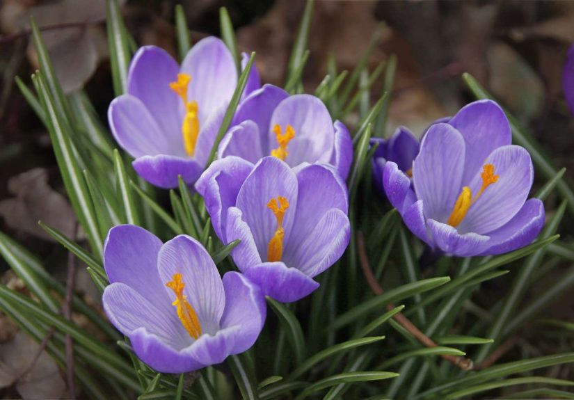 6 Flowering Bulbs You Should Plant in October for a Gorgeous Spring Garden Next Year