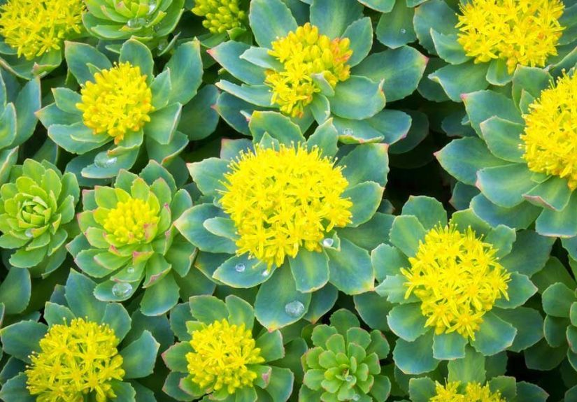 7 Proven Health Benefits of Rhodiola Rosea