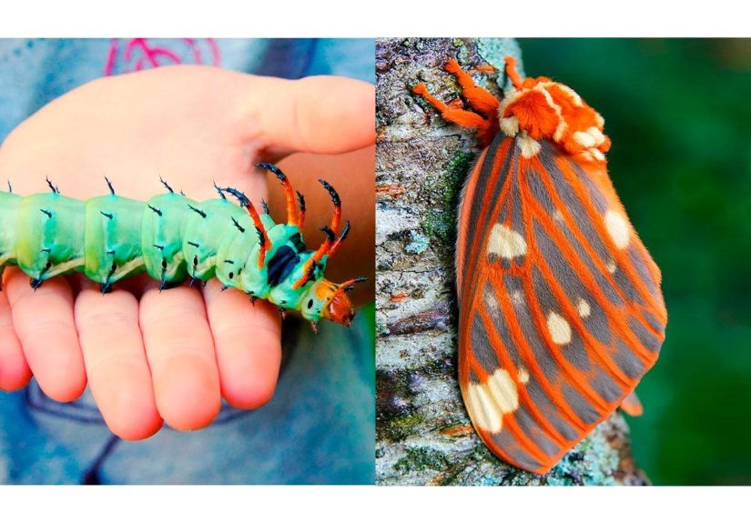 8 Crazy Cool Caterpillars You Could Find in Your Backyard
