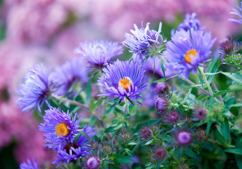 8 Native Plants That Pack a Colorful Punch in Fall Gardens