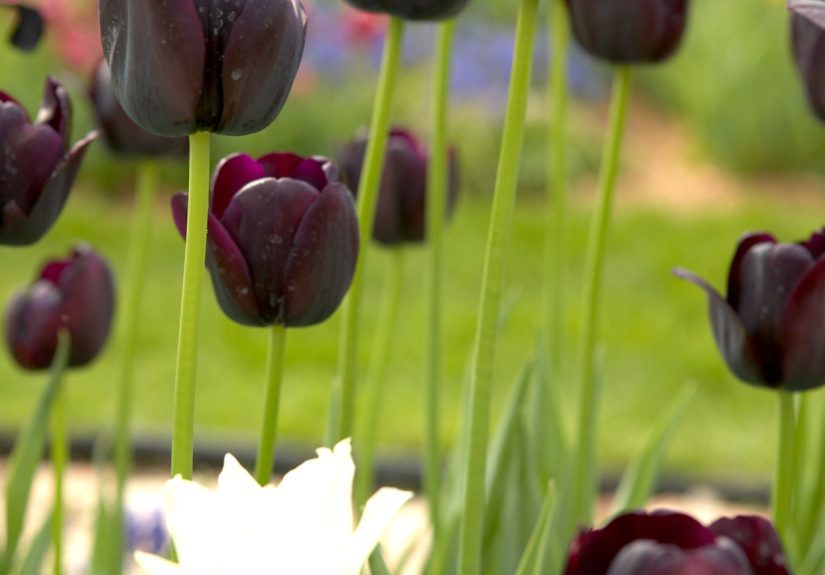 9 Black Flowers to Add Intrigue to Your Garden