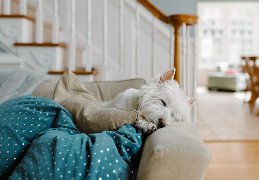 Allergic Asthma and Pet Ownership: Is It Possible?