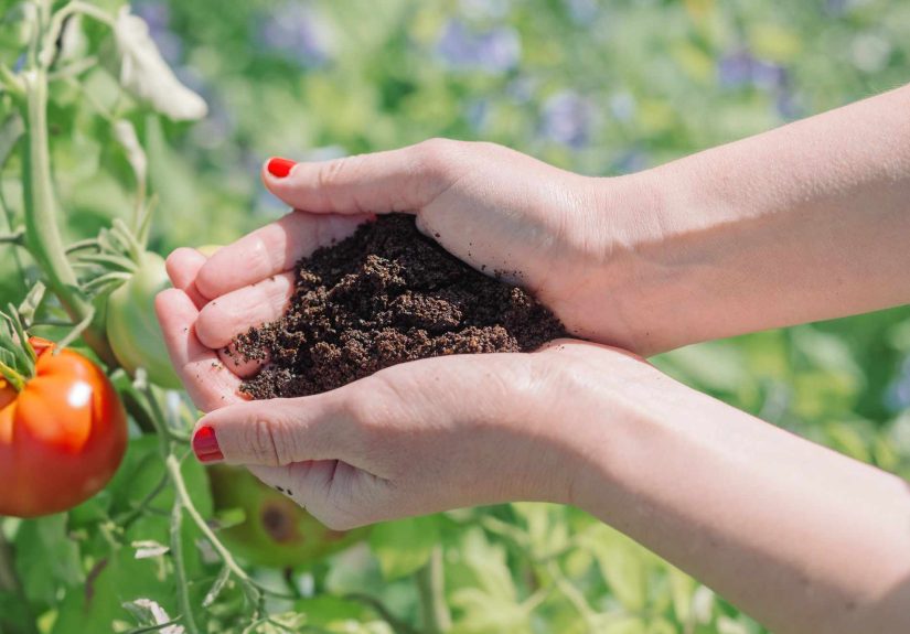Are Coffee Grounds Good for Tomato Plants? What to Know