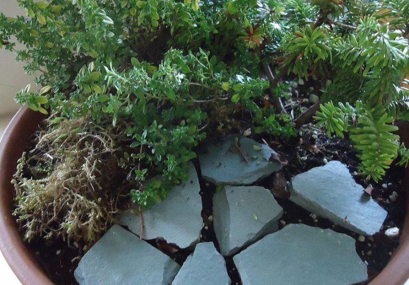 Create a Halloween Miniature Garden