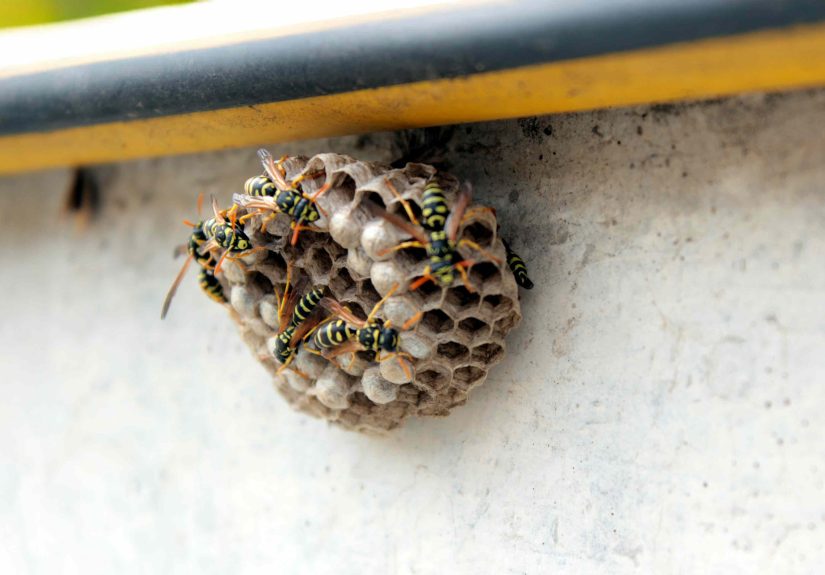 Fake Wasp Nests Might Be Your Best Defense Against These Stinging Insects