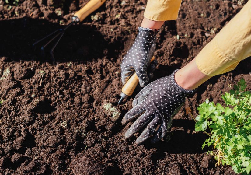 Fall Garden Prep Starts NowWhy Experts Say It’s Time to Check Your Soil