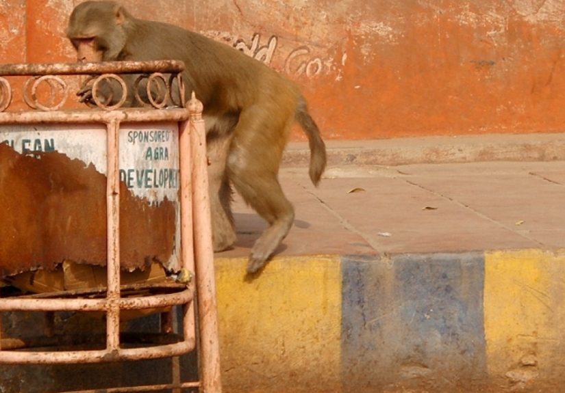 French Photographer Takes Pictures Of Street Trash Bins Around The World