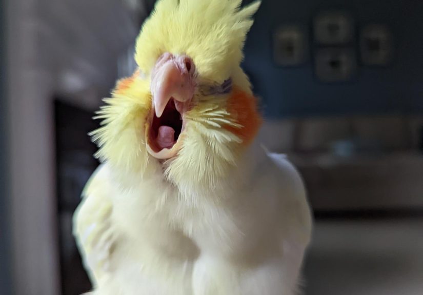 Hey Pandas, Show Us A Picture Of Your Pet(S)