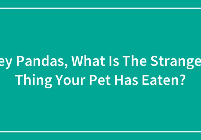 Hey Pandas, What Is The Strangest Thing Your Pet Has Eaten?