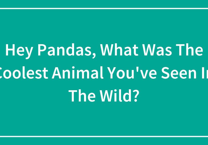 Hey Pandas, What Was The Coolest Animal You’ve Seen In The Wild?