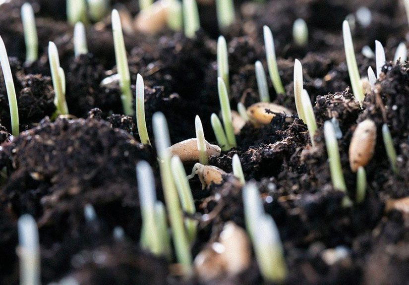 Homemade pregnancy test: Types and effectiveness