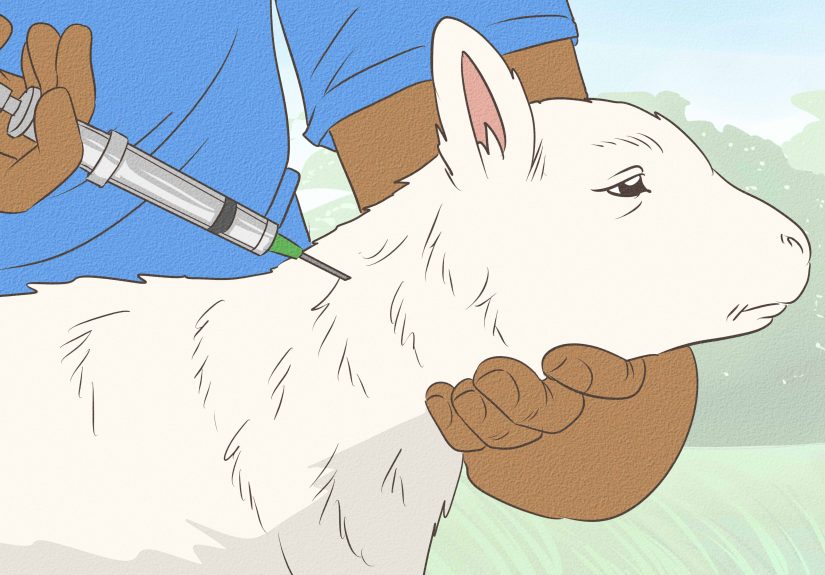 How to Bottle Feed a Baby Lamb: 13 Steps