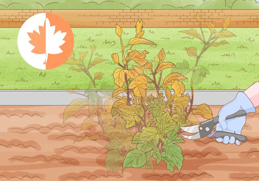 How to Care for a Hibiscus Plant: 14 Steps