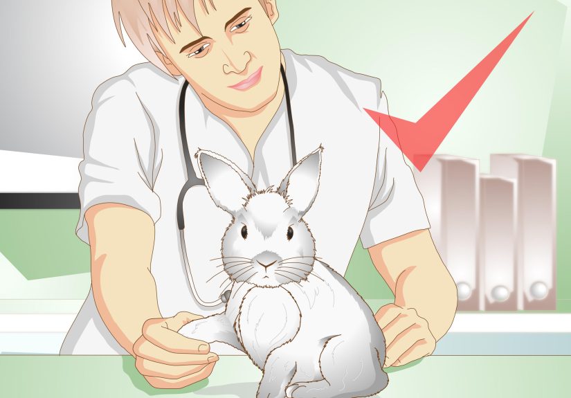 How to Care for a Rabbit with GI Stasis: 15 Steps