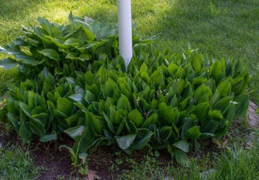 How to Create a Perfect Landscape Ring