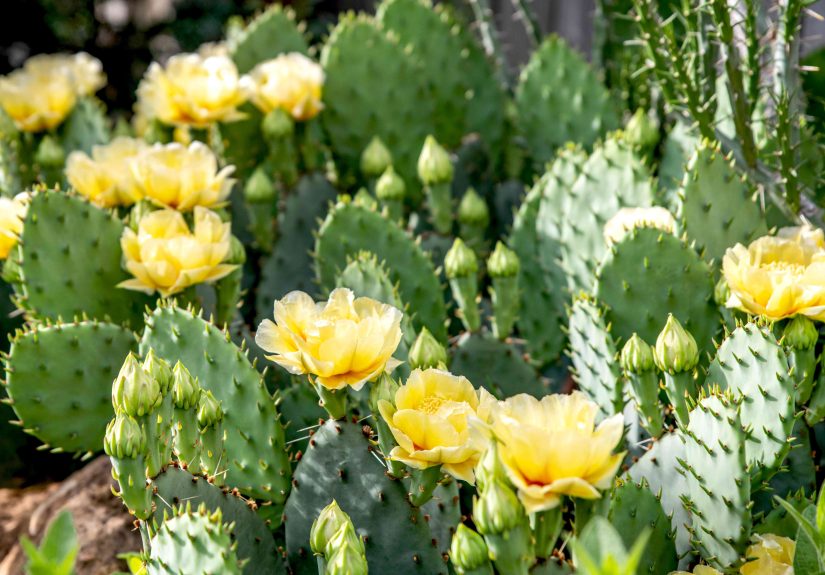 How to Grow and Care for Eastern Prickly Pear Cactus